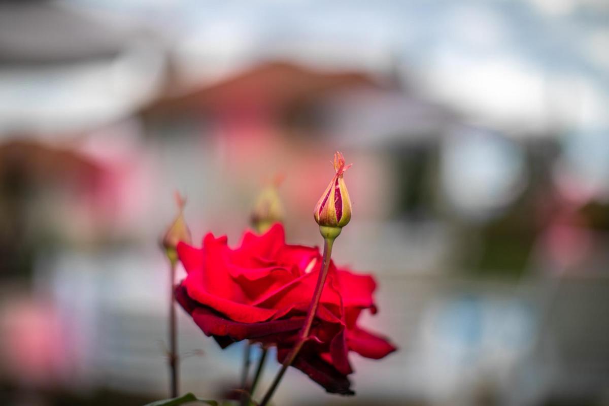 Vila Gardenia Gumoshtnik Dış mekan fotoğraf